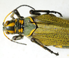 CollectionObject 1498716; 812e9608-c0f0-4289-8df4-dd7637ba05f9: female, dorsal view. (CollectionObject).