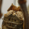 CollectionObject 1535140; d6b64985-9ad4-4c2a-8085-eee6970f5694: male cerci (syntype). (CollectionObject).
