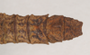 CollectionObject 1562096; NHMUK(SF IMPORT DUPLICATE) 845197, 56cb4537-0d46-4bce-8215-1ad3f1ce4115: copyright Natural History Museum, London. female: end of abdomen, dorsal view (holotype). (CollectionObject).