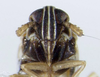 Head: !! display not done !! on Chionomus puella (Van Duzee, 1897): (Observation).