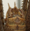 CollectionObject 1535164; a0454b74-f698-4a29-b6ec-c815a762d5e2: male cerci (lectotype). (CollectionObject).