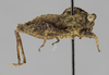 CollectionObject 1523138; 471aed23-cf9a-4731-9ad2-a37c84e79e74: female, lateral view (holotype). (CollectionObject).