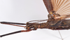 CollectionObject 1561797; 1557770d-b328-452f-9479-2b9e9cd2afe5: copyright ZMHB, Berlin. female: head & thorax, lateral view (paratype). (CollectionObject).;CollectionObject 1561798; 8f0068fb-8f6e-49cc-8d50-1c4db9ca8308: copyright ZMHB, Berlin. female: head & thorax, lateral view (paratype). (CollectionObject).