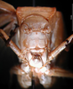 CollectionObject 1500505; 262a8b3b-6eb1-4c08-8673-c50a39858ec9: female, frontal view (holotype). (CollectionObject).
