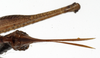 CollectionObject 1530621; 92e6af9f-82b8-45a8-a485-cfeacbd53e35: female subgenital plate (allotype). (CollectionObject).