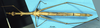CollectionObject 1507038; 30bc2ab3-2a2b-4ea5-abf2-7a6b6a86abfa: female, ventral view (holotype). (CollectionObject).