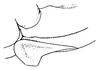 Anaulacomera (Oecella) furcata Brunner von Wattenwyl, 1878: Pl. IX, Fig. 7. female subgenital plate and base of ovipositor, lateral view (Anaulacomera darienica). (Otu).