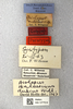 CollectionObject 1594378; bf66c58a-a34f-42ee-bf38-4320d4b05648: labels (paralectotype). (CollectionObject).