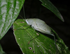 Anaulacomera (Anaulacomera) maculifemora (Piza, 1977): subadult male ( Parque Nacional de Itatiaia, Brazil, Mata Atlântica). (Otu).