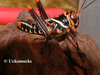 Tropidacris collaris (Stoll, 1813): nymph, from Venezuela. (Otu).