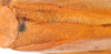 CollectionObject 1585138; 7d6df789-2eac-4852-9238-f8ea3ec94cf2: male, tegmen dorsal view, scale bar: 2 mm, Iba, Zambalesm Philippines. (CollectionObject).