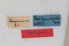 CollectionObject 1475708; 19fbc150-81d7-45ba-a036-b7db7fde2400: Male, #1, labels (syntype). (CollectionObject).