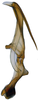 Aedeagus, lateral view on Andanus raunoi (Zanol, 1993): (Observation).
