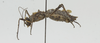 CollectionObject 1563906; 1b1cd753-00b7-4c49-806f-6577518aec60: Copyright Instituto de Ciencias Naturales (ICN). female, lateral view. (CollectionObject).