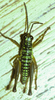 Talamancacris palustris Rowell, 1995: male, dorsal view. (Otu).
