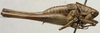CollectionObject 1535164; a0454b74-f698-4a29-b6ec-c815a762d5e2: male, lateral view (lectotype). (CollectionObject).