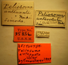 CollectionObject 1594605; f55eae98-59ed-4ef0-9802-bcbfa61c6bf4: Peliosoma antennata - Lectotype Labels (NMNH) - (CC BY-NC 3.0) - Photo by Pablo M. Dellapé with permission from the National Museum of Natural History (NMNH), Smithsonian Institution, Washington, D.C. (CollectionObject).