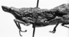 CollectionObject 1567379; 3cfb6bcc-ac91-42fb-9c73-9f0487e4ebe5: Image Carbonell, C.S. female, head and pronotum, lateral view (paralectotype). (CollectionObject).