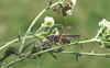 female, macroptera. Depicts CollectionObject 1584992; 463d5dd6-6e4f-4feb-ae9a-e14abd4861cf, a CollectionObject.