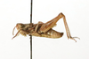 CollectionObject 1589246; 1b3597a8-5a2c-485d-ab50-e2d03662763a: female, lateral view (paratype). (CollectionObject).