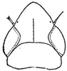 Head: !! display not done !! on Flexamia reflexa (Osborn & Ball, 1897): head, dorsally. (Observation).