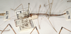 CollectionObject 1559065; f6cbbfce-1944-4626-a48e-3257402d1726: copyright OUMNH. male, lateral view of synonym Phasma (Bacteria) fragilis (holotype). (CollectionObject).