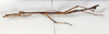 CollectionObject 1589222; NMW 655', 4f6e07bd-0b60-4a7d-beb0-83fc4abc10da: copyright NMW, Vienna. male, lateral view (lectotype). (CollectionObject).