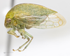 Habitus, lateral view: !! display not done !! on Atymna querci (Fitch, 1851): (Observation).