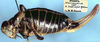 Polysarcus elbursianus (Uvarov, 1930): female, lateral view (paratype). (Otu).