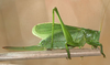 Tettigonia cantans (Fuessly, 1775): female (Poland, Zakopane). (Otu).
