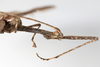 CollectionObject 1559092; NMW 217, 2c014ed2-0d61-47a3-bd22-932cf04472a1: copyright NMW, Vienna. female: head & thorax, lateral view (holotype). (CollectionObject).