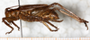 CollectionObject 1531905; e22effd1-71b1-4887-989a-ca6bff1a9fb9: male, lateral view (holotype). (CollectionObject).