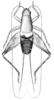 CollectionObject 1522874; 1c99866b-dd66-423a-b1db-c4645d7ea941: Pl. 16, Fig. 7 (after type). male, dorsal view (body length 8.8 pronotum 3.9 mm). (CollectionObject).