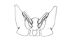 Pseudoscopas montanus Ronderos, 1987: Fig. D. epiphallus, dorsal view. (Otu).