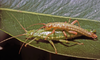 Timema Scudder, 1895: copyright David Rentz. Timema californicum [type species] mating pair. Fairfax, Marin Co., California. (Otu).