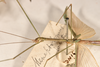 CollectionObject 1561971; a4f16831-97e2-4734-896b-ae13ccbaea01: copyright OUMNH. male: head & thorax, lateral view of Necroscia meneptolemus (holotype). (CollectionObject).