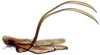 Connective: Scaphytopius acutus, connective, stylus, and processes, laterally (INHS). (Observation).