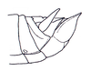 Phaeoparia lineaalba lineaalba (Linnaeus, 1764): Fig. 46D. male abdomen end, lateral view. (Otu).