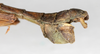 CollectionObject 1557314; 45f89d24-1a96-4478-9e78-82cb6e4f0af8: copyright NMW, Vienna. male: end of abdomen, lateral view (holotype). (CollectionObject).