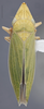 Habitus, dorsal view on Draeculacephala antica (Walker, 1851): Dorsal. Green Color Variation. (Observation).