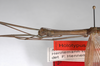 CollectionObject 1560337; 5e556c40-66c2-48c0-8b6d-46da1f655516: copyright MNHU, Berlin. male: head & thorax, lateral view (holotype). (CollectionObject).