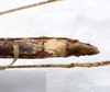 CollectionObject 1576170; 746b1386-1387-4bd0-ba4d-cb5ad0d0b416: copyright ZRC, Singapore. female: end of abdomen, ventral view (holotype). (CollectionObject).