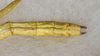 CollectionObject 1558903; USNM(SF IMPORT DUPLICATE) 7344, f81617a7-04b1-4829-b1c0-23797ac6c864: Copyright USNM, Washington. male: end of abdomen, dorsal view (holotype). (CollectionObject).