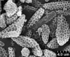 Brochosomes: !! display not done !! on Cuerna obtusa Oman & Beamer, 1944: CR481 | U.S.A., Colorado, Garfield Co., Flat Top Mts., R. Rakitov [#05-42], 17 May 2005 | INHS. (Observation).