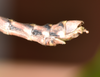Nuichua rabaeyae Bresseel & Constant, 2018: copyright Paul D. Brock. male: end of abdomen, lateral view. Culture stock ex. Vietnam: Nui Chua NP. (Otu).
