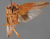 Habitus ventral view: !! display not done !! on Cyrpoptus suavis Stål, 1862: (Observation).