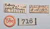 CollectionObject 1558564; 3ae685c8-f1c6-4bd0-85f7-d0b8fa72a781: copyright NTUC. female, data labels (syntype). (CollectionObject).;CollectionObject 1558565; b09dd22e-7f33-4771-b1d9-24d893a97422: copyright NTUC. female, data labels (syntype). (CollectionObject).