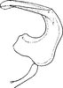 Aedeagus, lateral view on Cicadula (Cicadula) lineatopunctata (Matsumura, 1908): Aedeagus, lateral view (C. divaricata). (Observation).