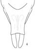 Liotrachela megastyla Ingrisch, 2002: (after holotype). male subgenital plate, ventral view. (Otu).