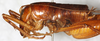 CollectionObject 1533011; cf6c9304-1f2d-43a4-a9c7-bbd17c487bea: male, lateral view. (CollectionObject).